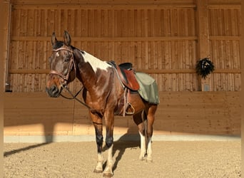 American Paint Horse, Wallach, 21 Jahre, 158 cm, Schecke