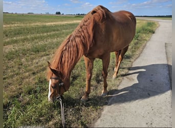 American Paint Horse, Wallach, 22 Jahre, 155 cm, Fuchs
