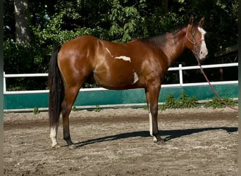 American Paint Horse, Wallach, 2 Jahre, 150 cm, Overo-alle-Farben