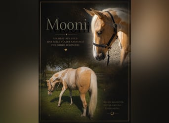 American Paint Horse, Wallach, 2 Jahre, 150 cm, Palomino