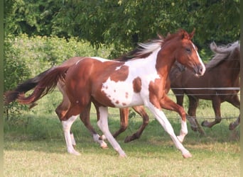 American Paint Horse, Wallach, 2 Jahre, 154 cm, Dunkelfuchs