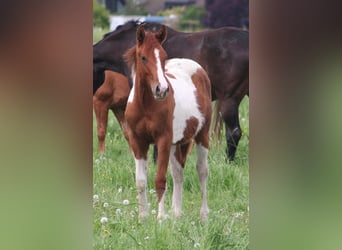 American Paint Horse, Wallach, 2 Jahre, 154 cm, Dunkelfuchs