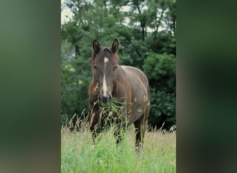 American Paint Horse, Wallach, 2 Jahre, 155 cm, Buckskin