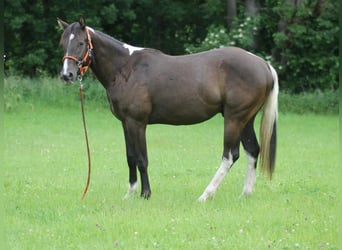 American Paint Horse, Wallach, 2 Jahre, 155 cm, Buckskin
