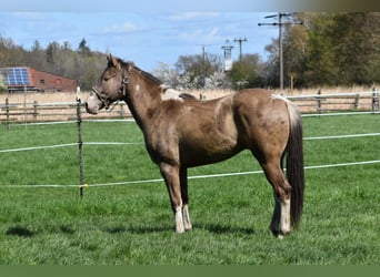American Paint Horse, Wallach, 2 Jahre, 160 cm, Champagne