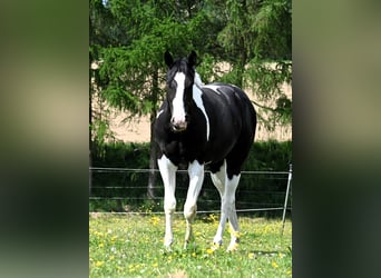 American Paint Horse, Wallach, 2 Jahre, 162 cm, Tovero-alle-Farben