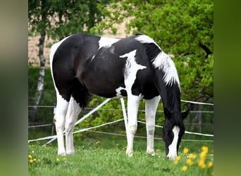 American Paint Horse, Wallach, 2 Jahre, 162 cm, Tovero-alle-Farben
