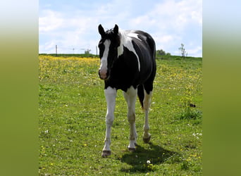 American Paint Horse, Wallach, 2 Jahre, 162 cm, Tovero-alle-Farben