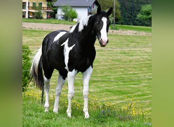 American Paint Horse, Wallach, 2 Jahre, 162 cm, Tovero-alle-Farben