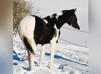 American Paint Horse, Wallach, 2 Jahre, 162 cm, Tovero-alle-Farben