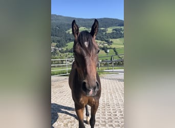 American Paint Horse, Wallach, 2 Jahre, Brauner