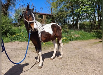 American Paint Horse, Wallach, 2 Jahre, Overo-alle-Farben