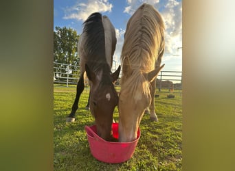American Paint Horse, Wallach, 2 Jahre, Roan-Bay
