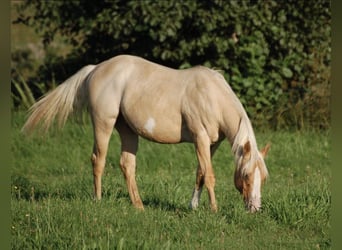 American Paint Horse, Wallach, 3 Jahre, 135 cm, Palomino