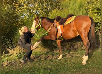 American Paint Horse, Wallach, 3 Jahre, 144 cm, Schecke