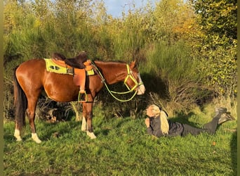 American Paint Horse, Wallach, 3 Jahre, 144 cm, Schecke