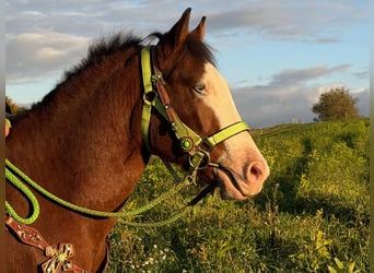 American Paint Horse, Wallach, 3 Jahre, 144 cm, Schecke