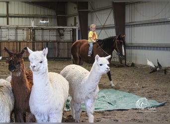 American Paint Horse, Wallach, 3 Jahre, 145 cm, Rotbrauner