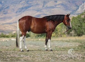 American Paint Horse, Wallach, 3 Jahre, 145 cm, Rotbrauner