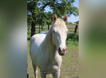 American Paint Horse, Wallach, 3 Jahre, 147 cm