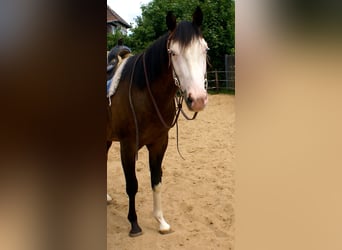American Paint Horse, Wallach, 3 Jahre, 148 cm, Overo-alle-Farben