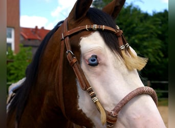 American Paint Horse, Wallach, 3 Jahre, 148 cm, Overo-alle-Farben