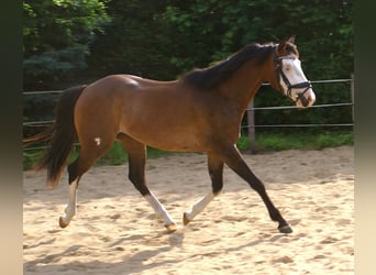 American Paint Horse, Wallach, 3 Jahre, 148 cm, Overo-alle-Farben