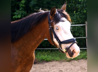 American Paint Horse, Wallach, 3 Jahre, 148 cm, Overo-alle-Farben
