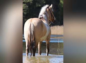 American Paint Horse Mix, Wallach, 3 Jahre, 148 cm, Tobiano-alle-Farben