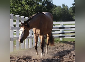 American Paint Horse Mix, Wallach, 3 Jahre, 150 cm, Buckskin
