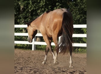 American Paint Horse Mix, Wallach, 3 Jahre, 150 cm, Buckskin