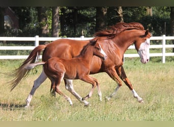 American Paint Horse Mix, Wallach, 3 Jahre, 150 cm, Dunkelbrauner