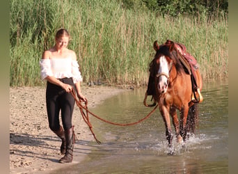American Paint Horse Mix, Wallach, 3 Jahre, 150 cm, Dunkelbrauner