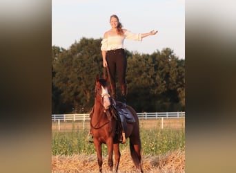 American Paint Horse Mix, Wallach, 3 Jahre, 150 cm, Dunkelbrauner