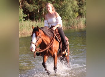 American Paint Horse Mix, Wallach, 3 Jahre, 150 cm, Dunkelbrauner