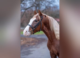 American Paint Horse Mix, Wallach, 3 Jahre, 150 cm, Schecke