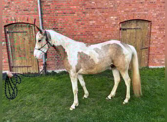 American Paint Horse Mix, Wallach, 3 Jahre, 150 cm, Schecke