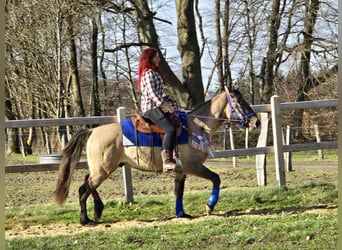 American Paint Horse Mix, Wallach, 3 Jahre, 152 cm, Grullo