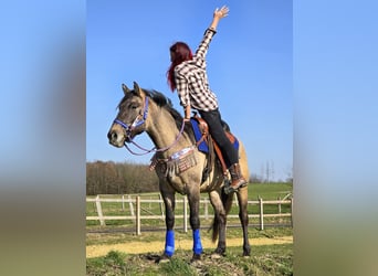 American Paint Horse Mix, Wallach, 3 Jahre, 152 cm, Grullo