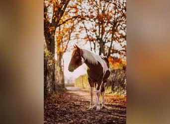 American Paint Horse, Wallach, 3 Jahre, 152 cm, Tobiano-alle-Farben