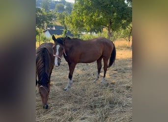 American Paint Horse Mix, Wallach, 3 Jahre, 153 cm