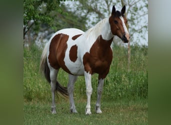 American Paint Horse, Wallach, 3 Jahre, 153 cm, Tobiano-alle-Farben