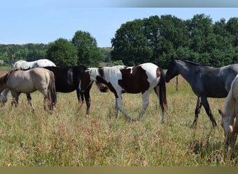 American Paint Horse, Wallach, 3 Jahre, 153 cm, Tobiano-alle-Farben