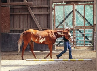 American Paint Horse, Wallach, 3 Jahre, 154 cm, Overo-alle-Farben