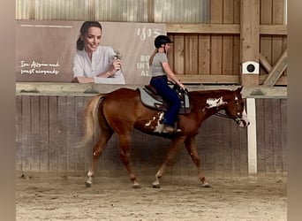 American Paint Horse, Wallach, 3 Jahre, 154 cm, Overo-alle-Farben