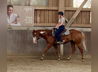 American Paint Horse, Wallach, 3 Jahre, 154 cm, Overo-alle-Farben
