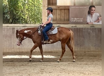 American Paint Horse, Wallach, 3 Jahre, 154 cm, Overo-alle-Farben