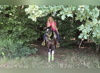American Paint Horse, Wallach, 3 Jahre, 155 cm, Schecke