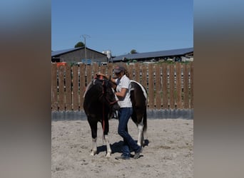 American Paint Horse, Wallach, 3 Jahre, 155 cm, Tobiano-alle-Farben