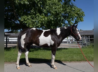 American Paint Horse, Wallach, 3 Jahre, 155 cm, Tobiano-alle-Farben